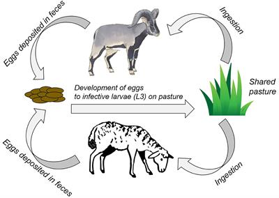 Predicting Parasite Dynamics in Mixed-Use Trans-Himalayan Pastures to Underpin Management of Cross-Transmission Between Livestock and Bharal